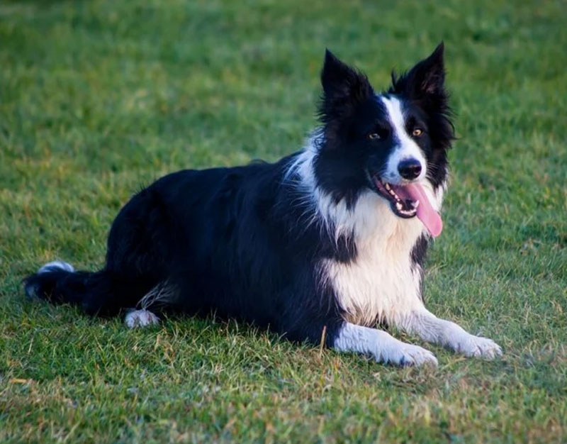 Border Collies at Bar-J