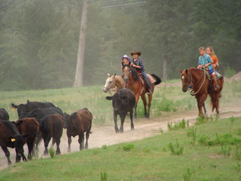 cattle drive in south arkansas